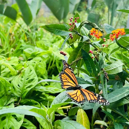 בית נופש Tenerife - Traumblick, Tropischer Garten, Viel Platz & Ruhe